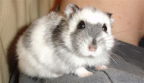 An Adorable Russian Dwarf Hamster Of The Cutest Exotic Pets