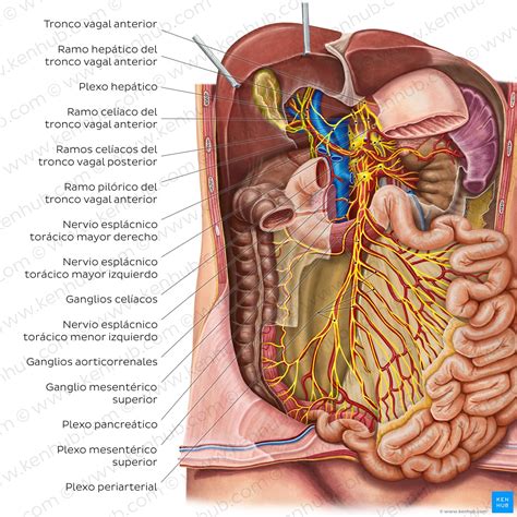 Intestino Delgado Anatomía Ubicación Y Función Kenhub