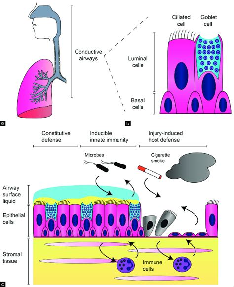 Schematic Presentation Of The Airway Epithelium A The Human