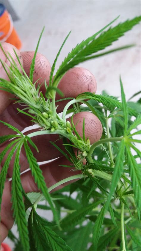 Como Distinguir Si Una Planta De Marihuana Es Hembra O Macho Guía De