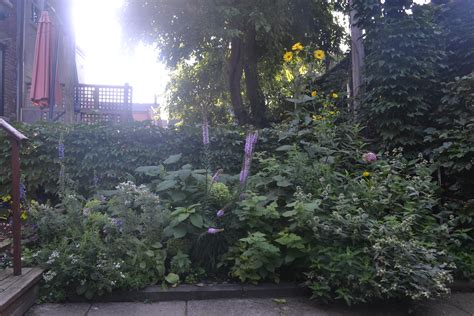 My Native Perennial Garden In Toronto Rgardening
