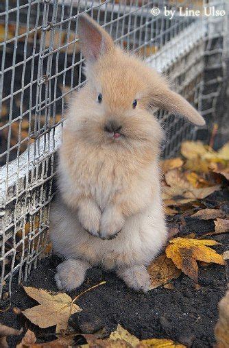 This Bunny Looks Confused Animals Pinterest The Cottage Funny