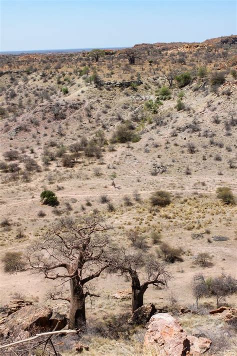 Vertical Shot Of A Dry African Landscape With Baobab Trees In