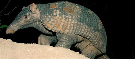 The Giant Armadillo Critter Science