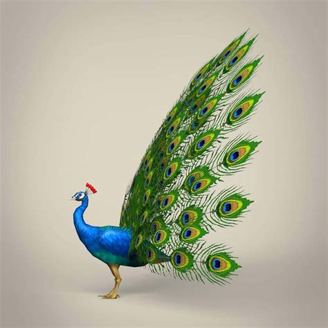 Peacock 3d Model By Treeworld3d