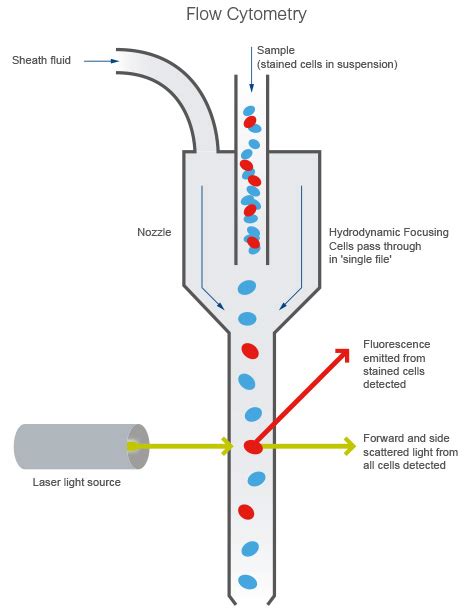 Flow Cytometery Mybiosource Learning Center