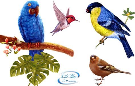 Birds Png By Lifeblue On Deviantart