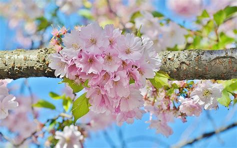 Cherry Tree Nature Tree Spring Pink Blossom Blooming Flower
