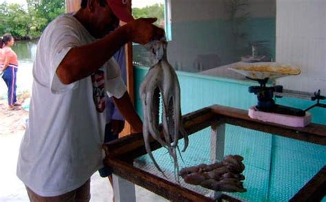 Pesca En Yucatán Deja 542 Mdp A Yucatán Por Captura De Pulpo Mero Y