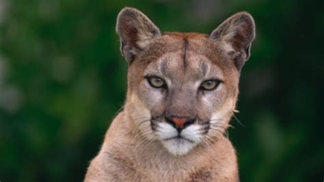 Bobcat Mistaken For Cougar Sparks Evacuation Of Willow Park Golf