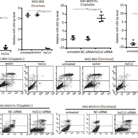 Sclu Regulates Mir P Level And Apoptosis In Human Gastric Cancer