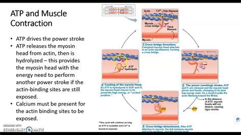 Chapter 10e Muscle Tissue Role Of Atp Youtube