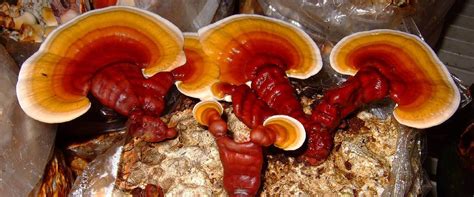 How To Grow Reishi Mushrooms Mushroom Growing Blog