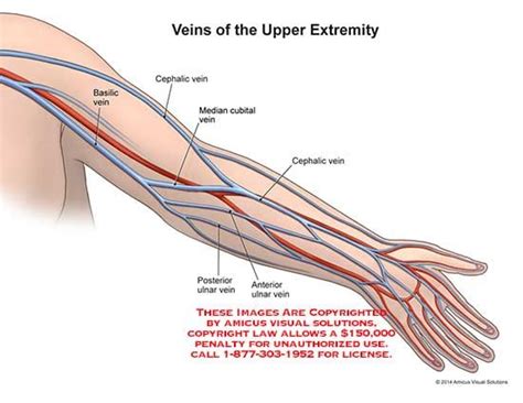A Veins Of The Upper Extremity Anatomy Exhibits Arteries And Veins Arm Veins