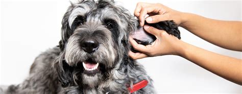 Veterinarian Dog Mites Symptoms Treatment