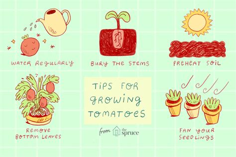 How To Start Planting Tomatoes Hobby Granding