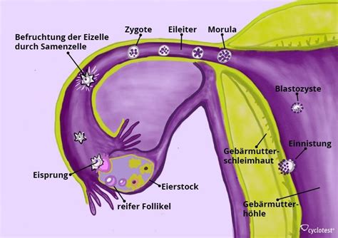 Also du bist eigentlich nur die 3tage fruchtbar, aber da das sperma 3tage in der vagina überlebt, sagt man das man zur sicherheit die anderen 6tage auch noch aufpassen soll. Pin auf Schwangerschaft