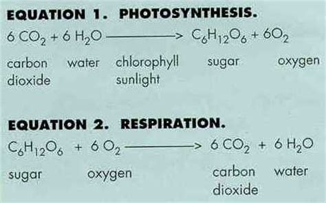 C6h12o6 + o2 co2 + h2o + atp releases co2 by breaking down glucose molecules in the presence of o2 energy in organic. Biological Processes and Systems