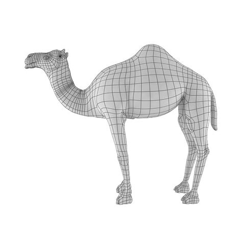 27:35 kayo tutorials 59 просмотров. Camel Base Mesh 3d model - CGStudio