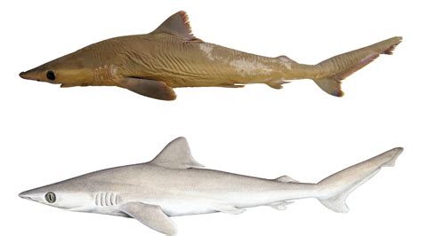 Found But Lost Newly Discovered Shark May Be Extinct The Revelator