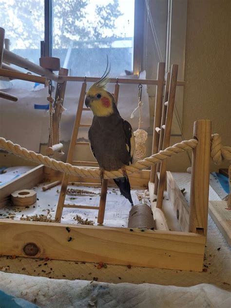 Bird And Parrot Adoptions In Idaho