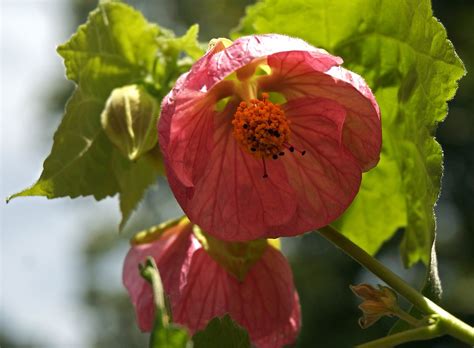 Flowering Maple Container Plant Free Photo On Pixabay