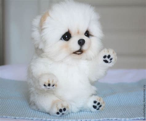 Cutest White Puppy Cute Baby Dogs Cute Animals Puppies Cute White