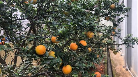 Chinese Orangekiat Kiat Tree Youtube