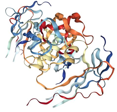 Bmp 2 Protein