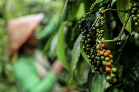 How To Cultivate Black Pepper Plants Purwafarm