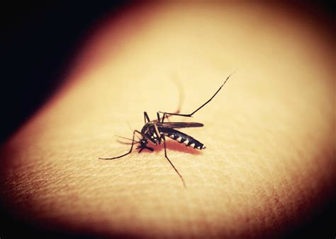 Mosquito Sucking Blood Zala Hub