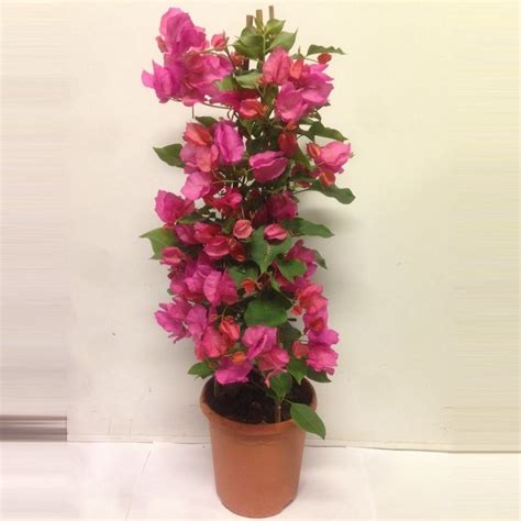 You should also apply a balanced fertilizer to your bougainvillea every few months so it grows strong and. bougainvillea in pot - Google Search | Bougainvillea in ...