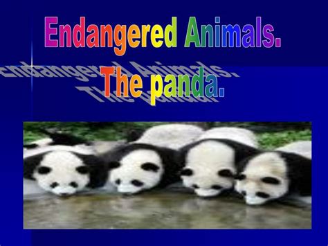 Ppt Endangered Animals The Panda Powerpoint Presentation Free