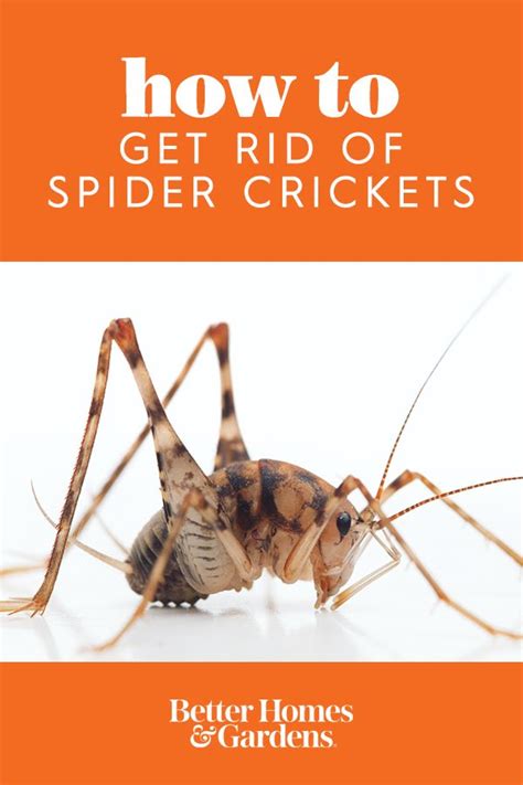 That depends on who you ask about it. 5 Things You Didn't Know About Spider Crickets (and How to ...