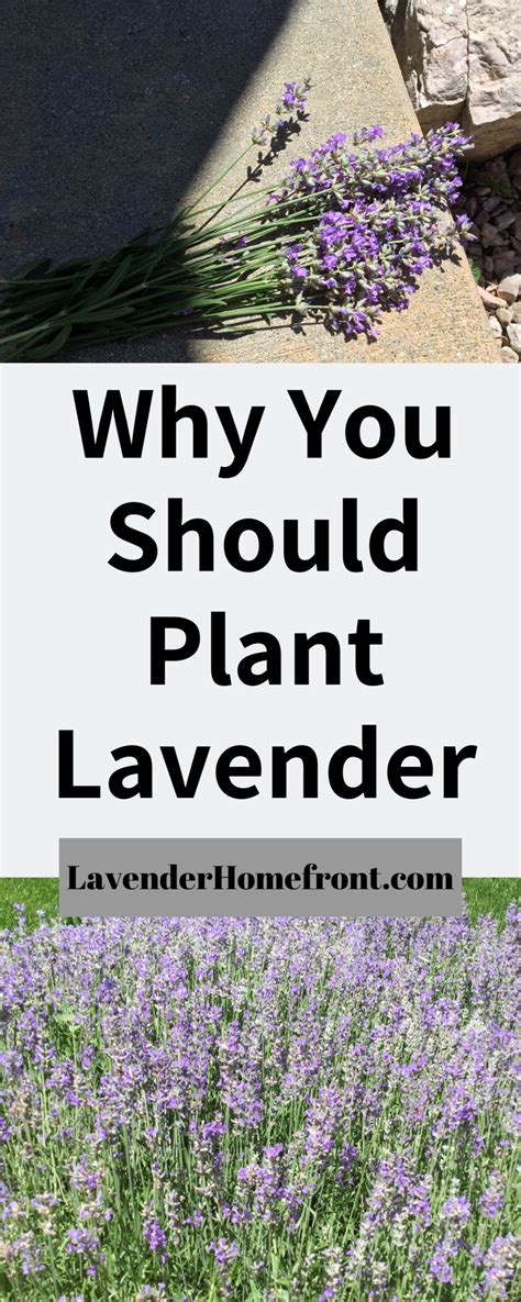 The Many Benefits Of Growing Lavender Artofit