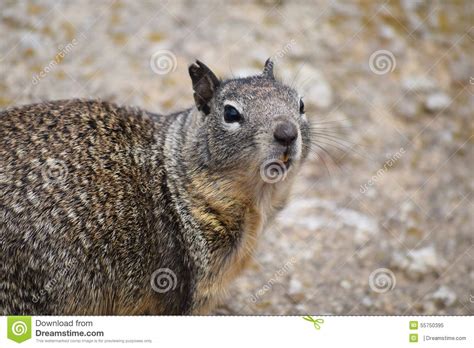 California Ground Squirrel Stock Image Image Of Ground 55750395
