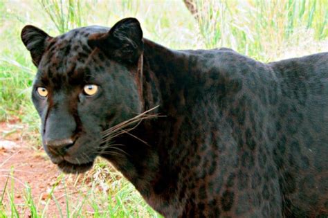 The reverse fixture between prediction: Chasing Mpumalanga's Black Leopard | News