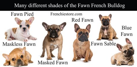 All About The French Bulldog Breed