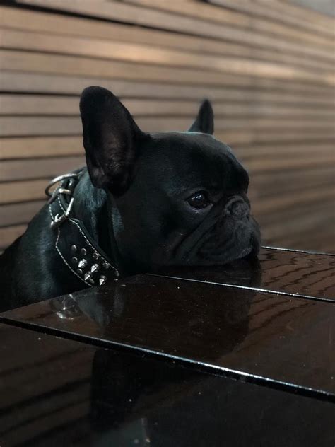 Here @poeticfrenchies the french bulldog 🐶 obsession is real! Pin by Travis Yell on French Bulldogs! | French bulldog ...
