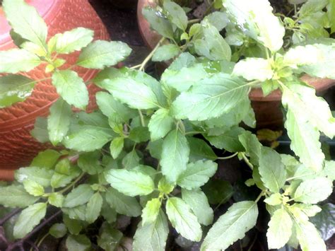 Mengunyah daun kemangi secara langsung dapat menghilangkan kuman penyebab bau mulut yang bersarah di lidah dan gigi. FAMILY JANNATI: DAUN KEMANGI