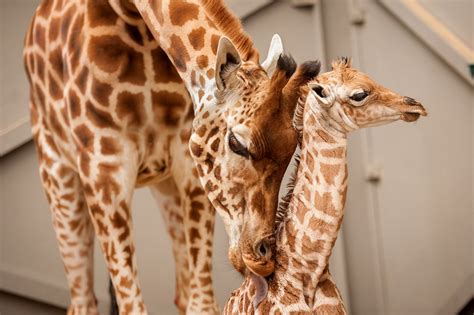 Adorable Pictures Show Proud Mother Giraffe Nursing Her One Month Old