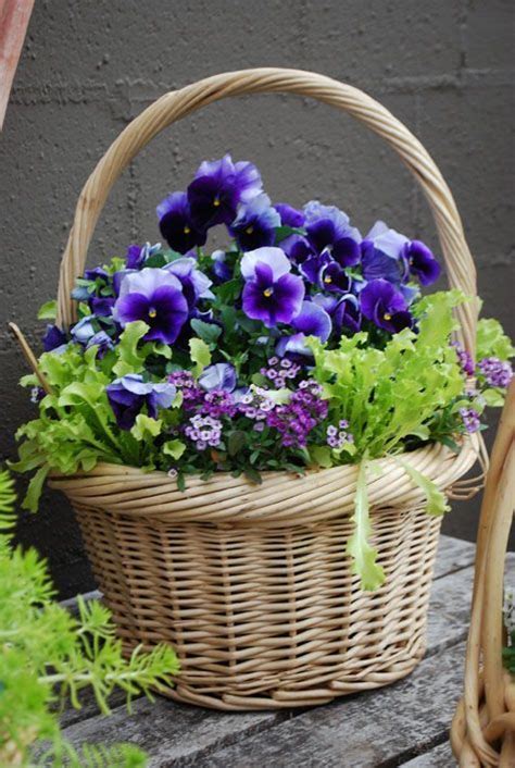 Pansies and their cousins, violets are such a common feature. JARDINES Y MACETAS | Pansies, Container gardening, Spring ...