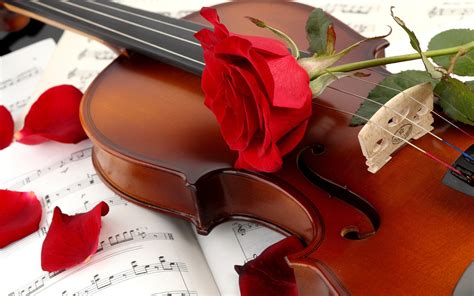 Violin Full Hd Wallpaper And Background 2560x1600 Id389371