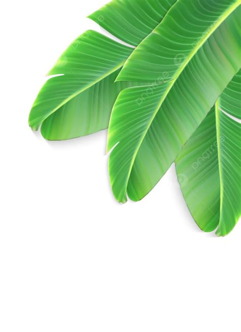 Banana Leaf Drawing Vector Hd Images Naturalistic Colorful Leaf Of