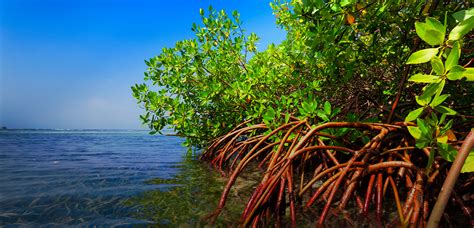 Salt concentrations in the sap of these species may be up to ten times higher than in species that exclude. Mangrove Trimming Services, mangroves,mangrove pruning ...