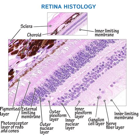 Histology Glossary Retina Histology Ditki Medical And Biological Sciences