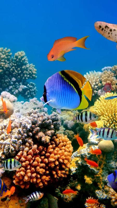 Support any device, including devices with large screens: Fish Wallpapers HD - 4K APK Download - Free ...