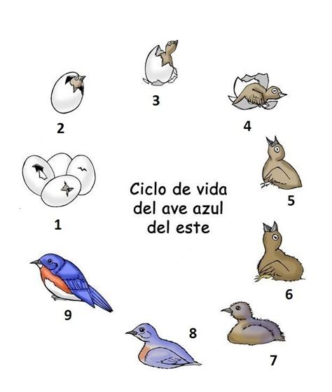 Fichas Para Aprender El Ciclo De Vida De Los Animales