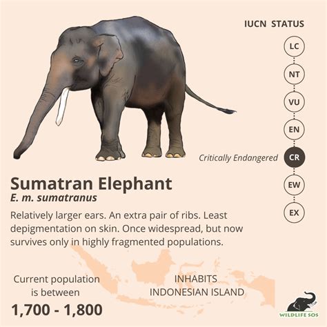 Introducing The Subspecies Of Asian Elephants Wildlife Sos