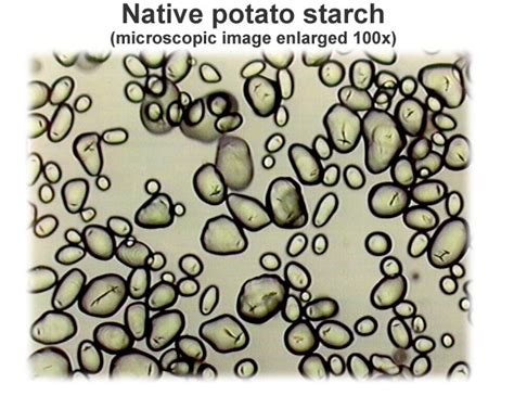 Native Potato Starch Microscopic Image Raisio Chemicals